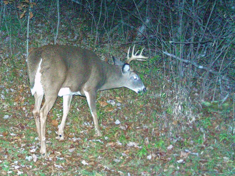 Deer_7-pointer102109_1918hrs.jpg