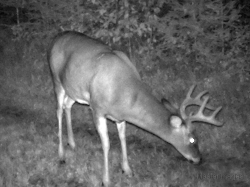 Deer_7or8Pointer090109_2107hrs.jpg