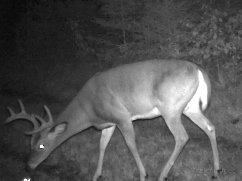 Deer_7or8Pointer090109_2111hrs.jpg