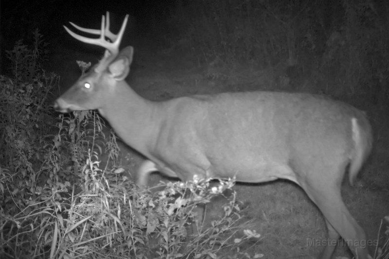 Deer_8-pointer092309_0018hrs.jpg -  