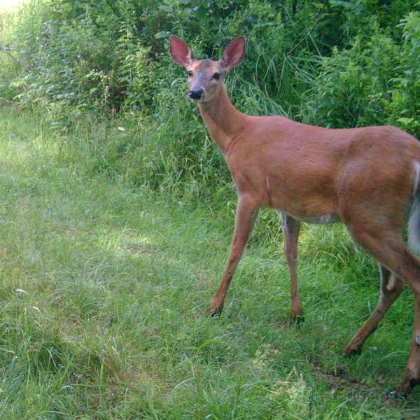 Deer_Doe072009_0925hrs.jpg -  