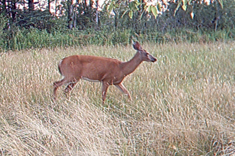 Deer_Doe081209_1943hrs.jpg - My beautiful picture