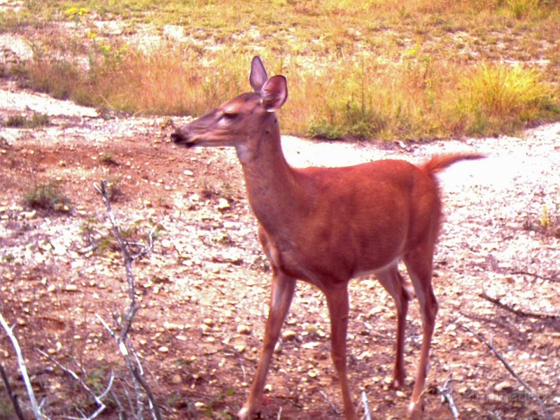 Deer_Doe081509_1527hrs.jpg