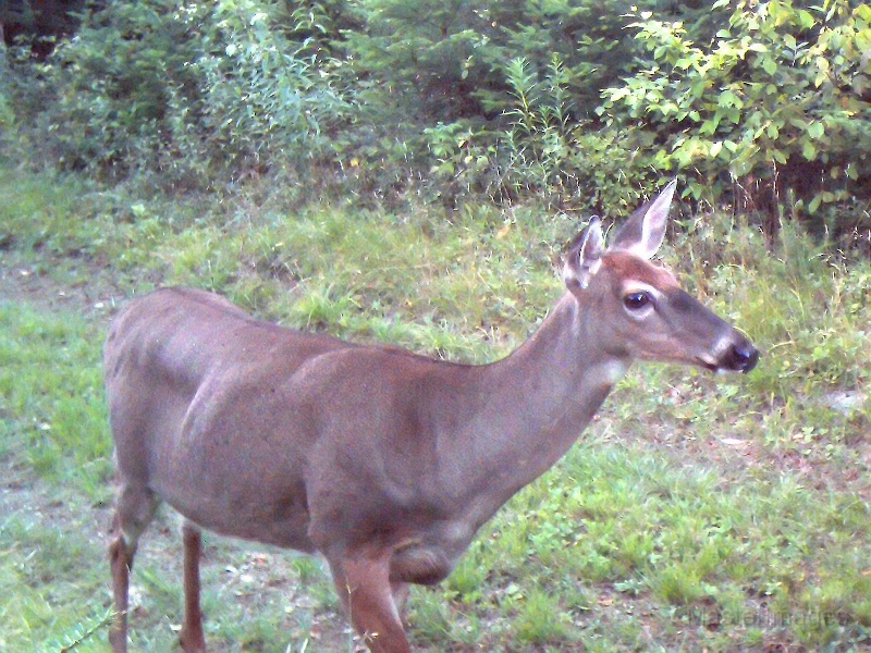 Deer_Doe083109_1850hrs.jpg