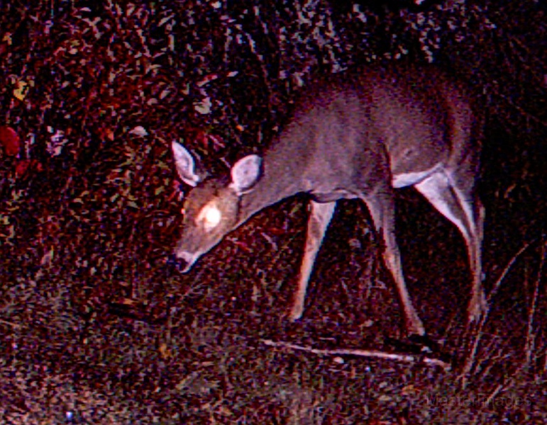 Deer_Doe101009_0605hrs.jpg - My beautiful picture