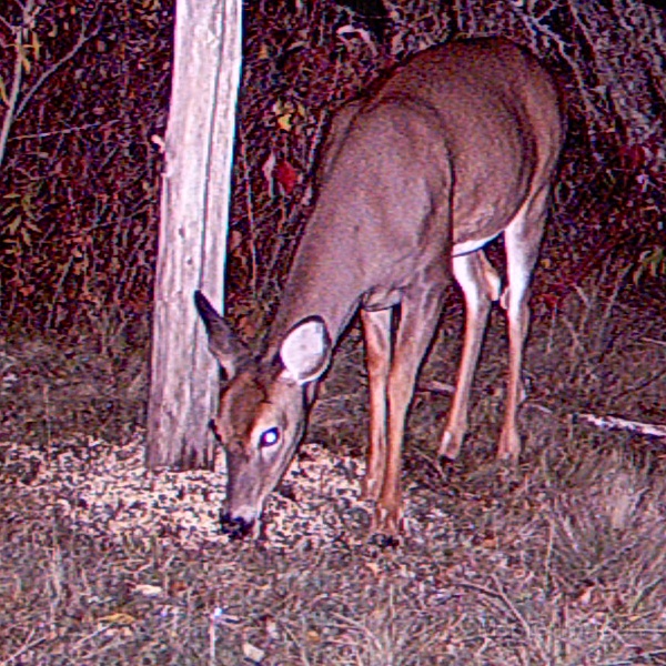 Deer_Doe101109_0214hrs.jpg - My beautiful picture