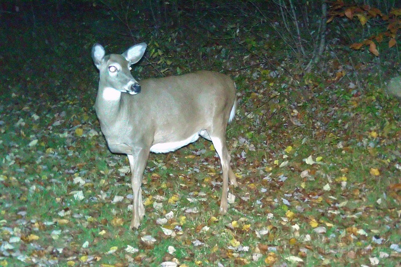 Deer_Doe101109_1925hrs.jpg