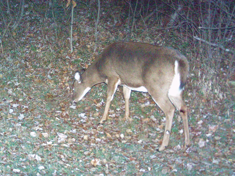 Deer_Doe101909_0436hrs.jpg