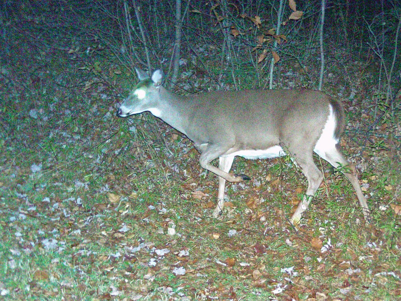 Deer_Doe102009_2153hrs.jpg