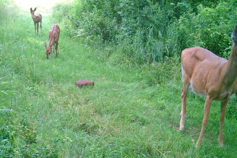 Deer_DoeandFawns072909_0905hrs.jpg -  