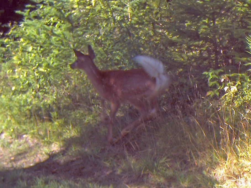 Deer_Fawn_CoyoteNearby_090109_1013hrs.jpg