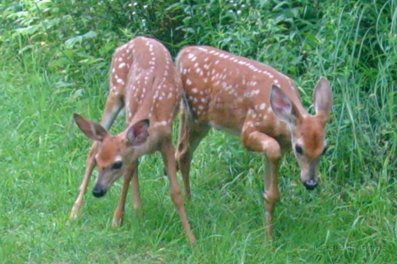 Deer_Fawns072909_0906hrs.jpg -  