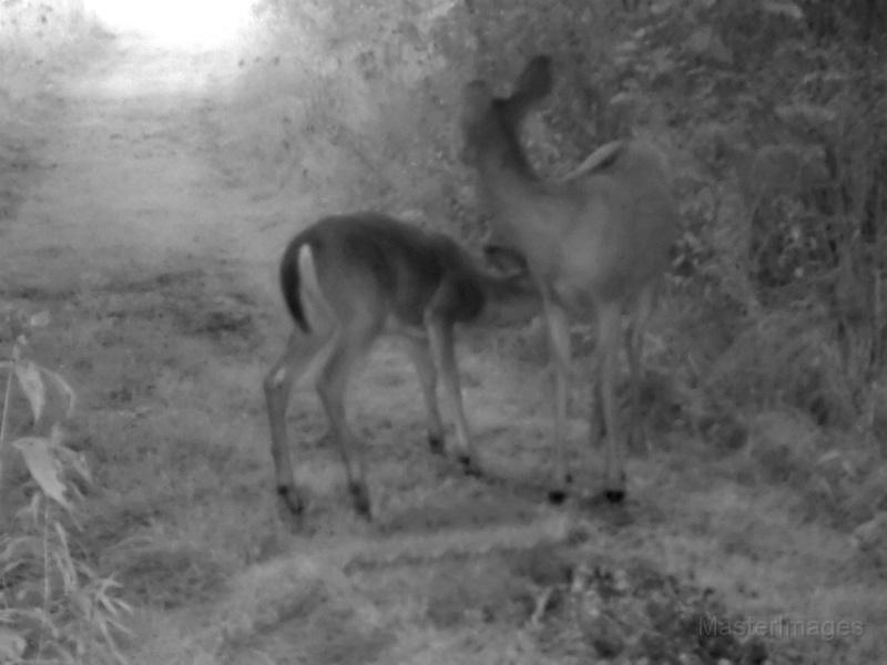 Deer_NursingFawn090909_0622hrs.jpg -  