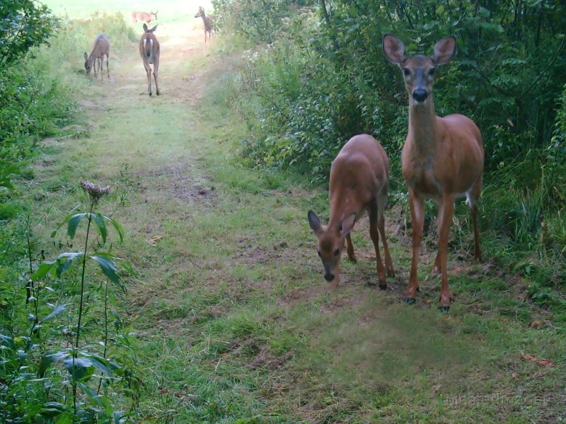 Deer_Six090509_0702hrs.jpg -  