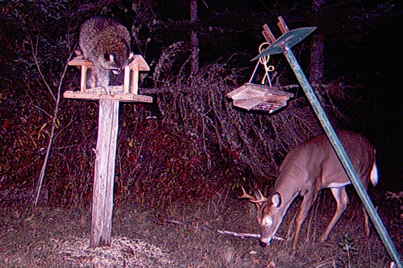 Raccoon&4-pointer101009_2130hrs.jpg - My beautiful picture