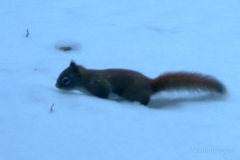 RedSquirrel120709_0736hrs.jpg