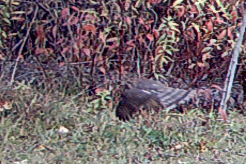 Sharp-shinnedHawk100609.jpg - My beautiful picture