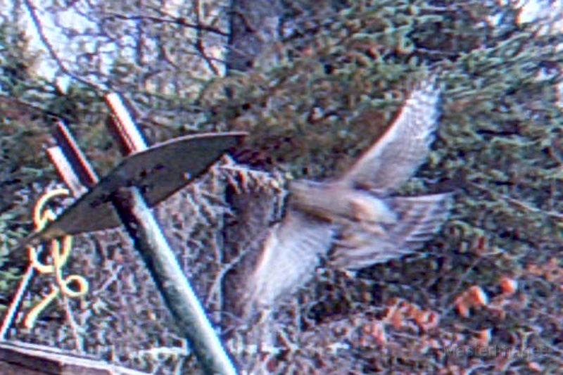 Sharp-shinnedHawk100709_0919hrs.jpg - My beautiful picture