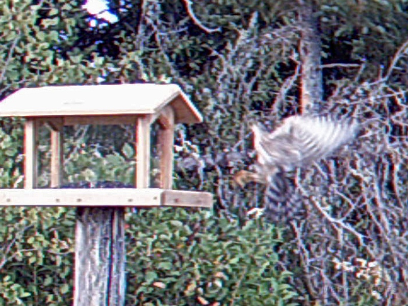 Sharp-shinnedHawk_possibly_083109_1722hrs.jpg - My beautiful picture