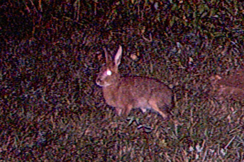 SnowshoeHare082409_2039hrs.jpg - My beautiful picture