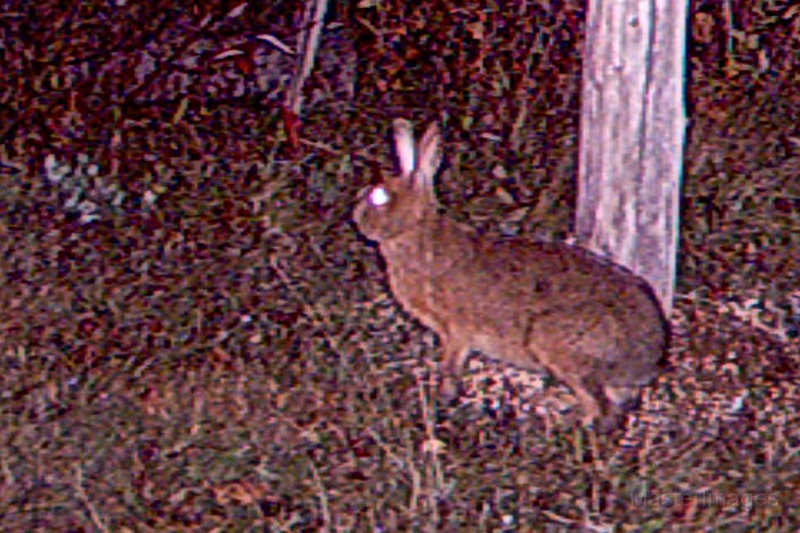 SnowshoeHare100609_2323hrs.jpg - My beautiful picture