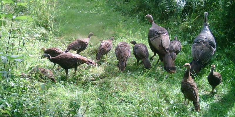 Turkeys081109_1618hrs.jpg -  