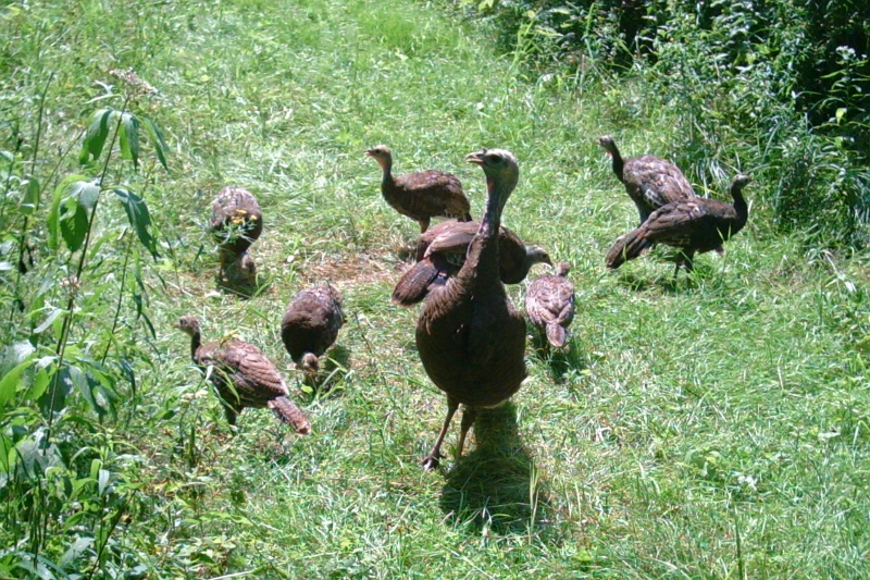 Turkeys081609_1314hrs.jpg -  