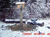 BlueJay9_110609_0859hrs