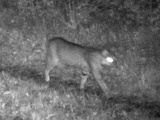 Bobcat091309_0504hrs