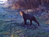 Bobcat111809_0850hrs