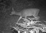 Deer_4-Pointer091709_1816hrs