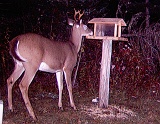 Deer_4-pointer100809_2141hrs