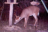 Deer_4-pointer101009_2254hrs