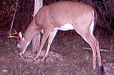 Deer_4-pointer101009_2259hrs