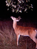 Deer_4_pointer_081209_2251hrs