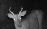 Deer_5or6Pointer090709_2100hrs