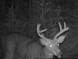 Deer_7-pointer090309_2058hrs