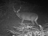 Deer_7-pointer091509_0029hrs