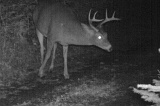 Deer_7-pointer101009_0616hrs