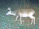 Deer_7-pointer101809_2048hrs