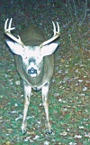 Deer_7-pointer101809_2053hrs