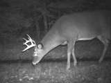 Deer_7-pointer101909_2032hrs