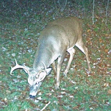 Deer_7-pointer101909_2108hrs