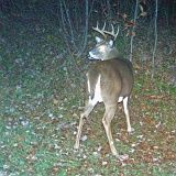 Deer_7-pointer101909_2117hrsjpg