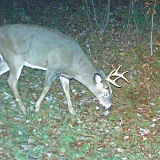 Deer_7-pointer101909_2333hrs