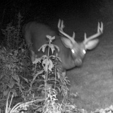 Deer_8-pointer091209_0521hrs