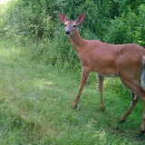 Deer_Doe072009_0925hrs