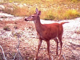 Deer_Doe081509_1527hrs