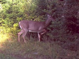 Deer_Doe090509_0848hrs