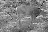 Deer_Doe100809_0734hrs